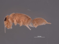 Baetodes pallidus image