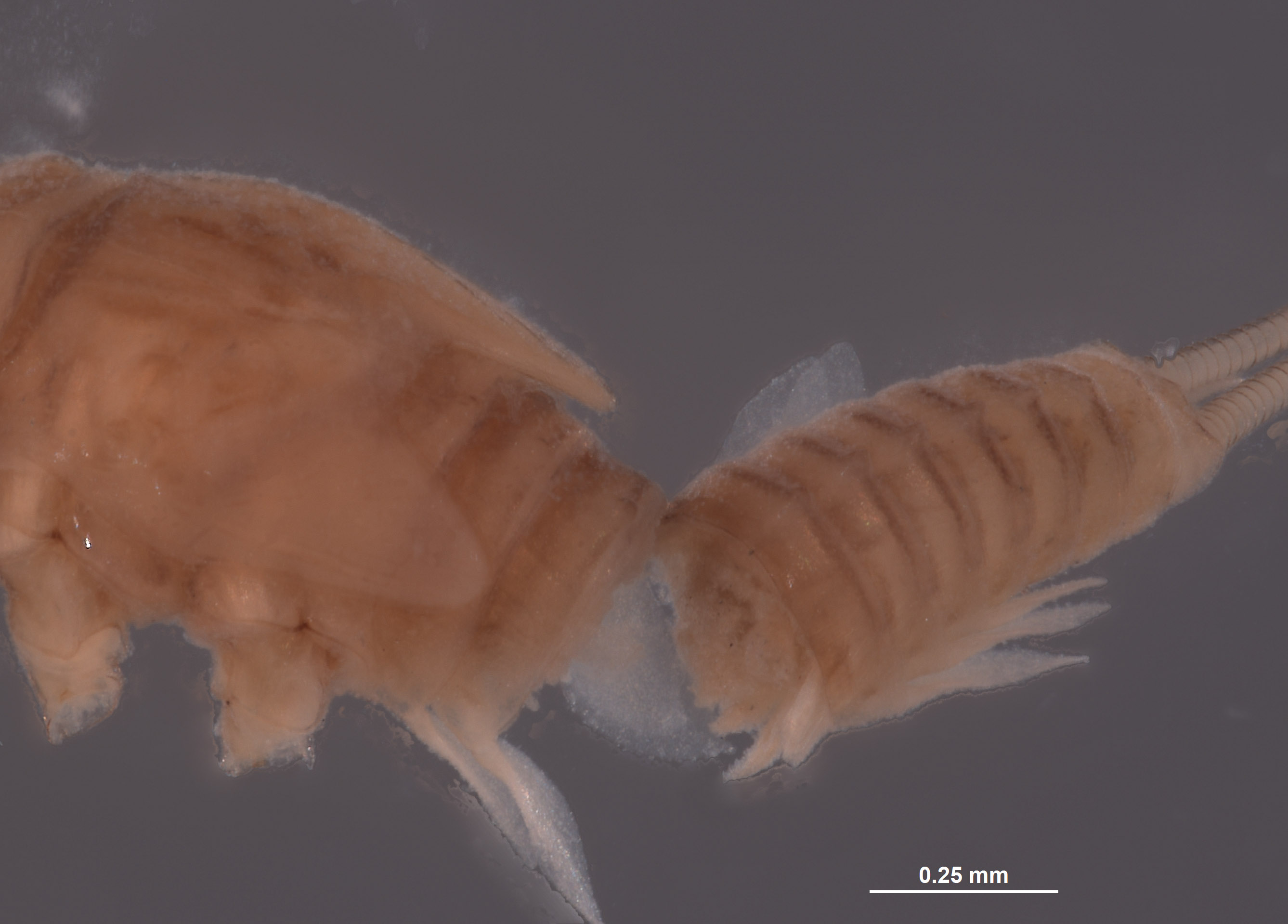 Baetodes pallidus image