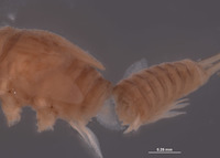 Baetodes pallidus image