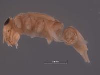 Baetodes pallidus image