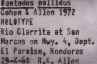 Baetodes pallidus image