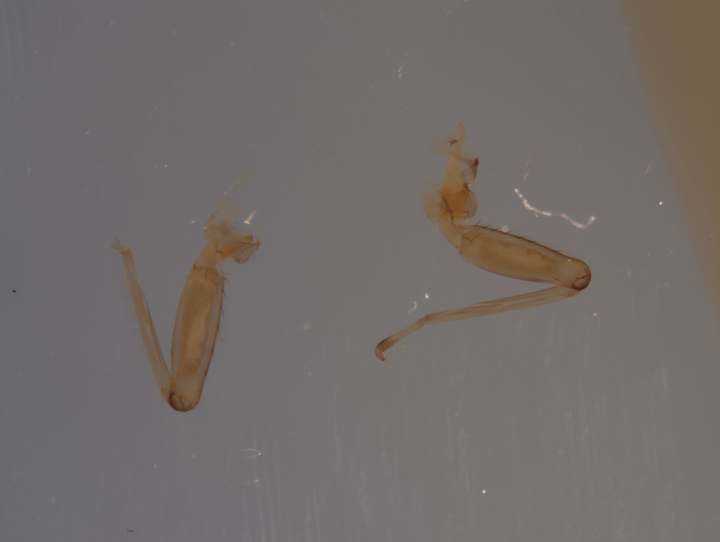 Baetodes pallidus image