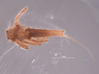 Baetodes pictus image