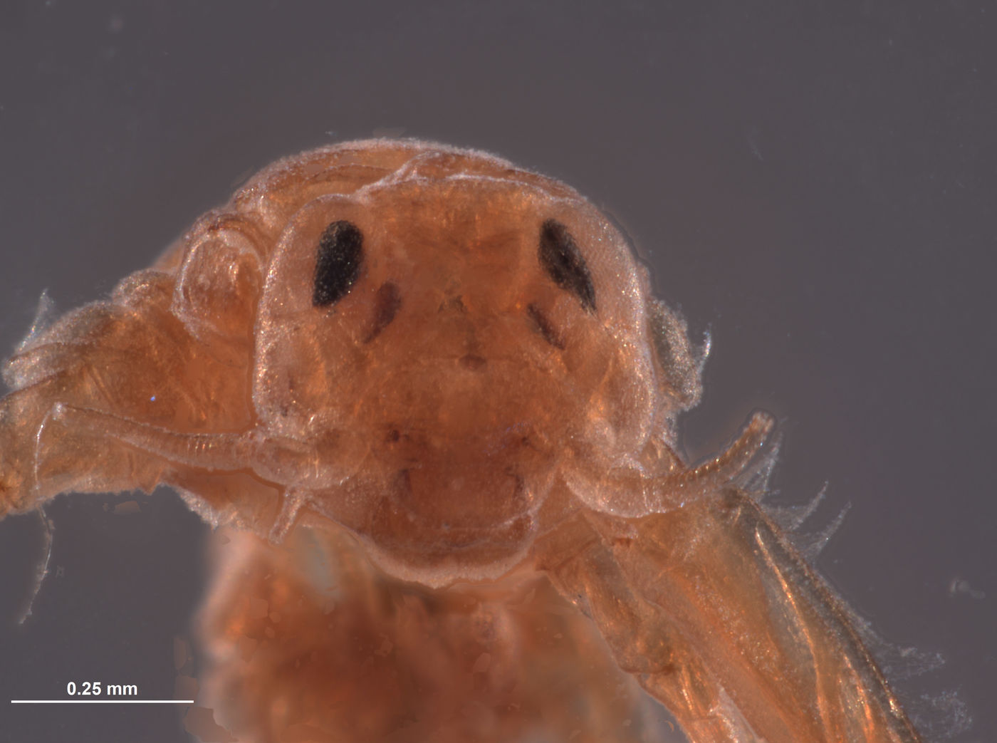 Baetodes pictus image