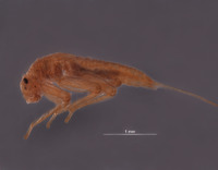 Baetodes pictus image