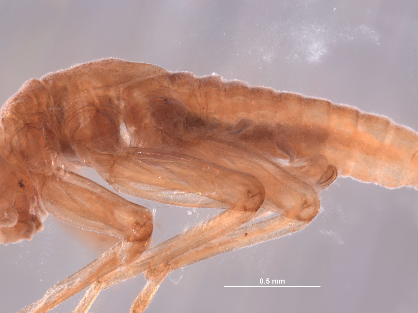 Baetodes pictus image