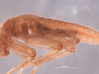 Baetodes pictus image