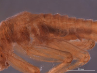 Baetodes pictus image