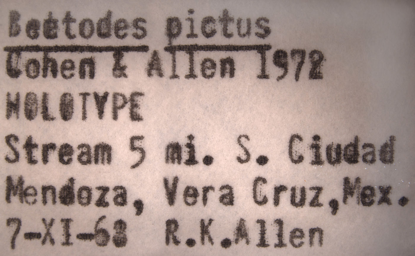 Baetodes pictus image