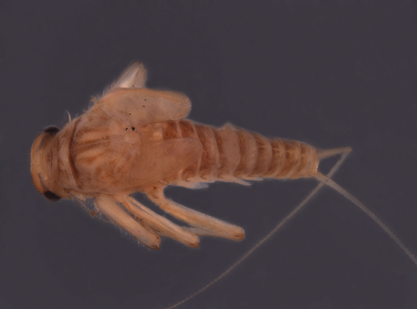 Baetodes sigillatus image