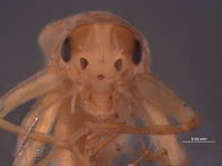 Baetodes sigillatus image