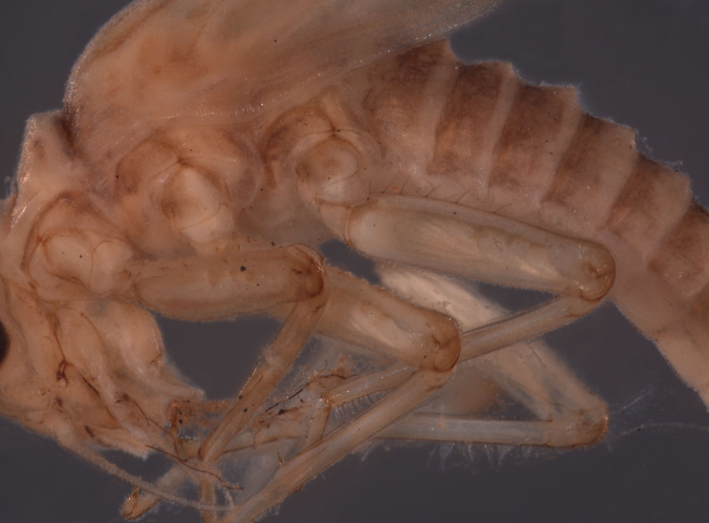 Baetodes sigillatus image