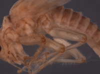 Baetodes sigillatus image