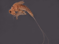 Baetodes sigillatus image