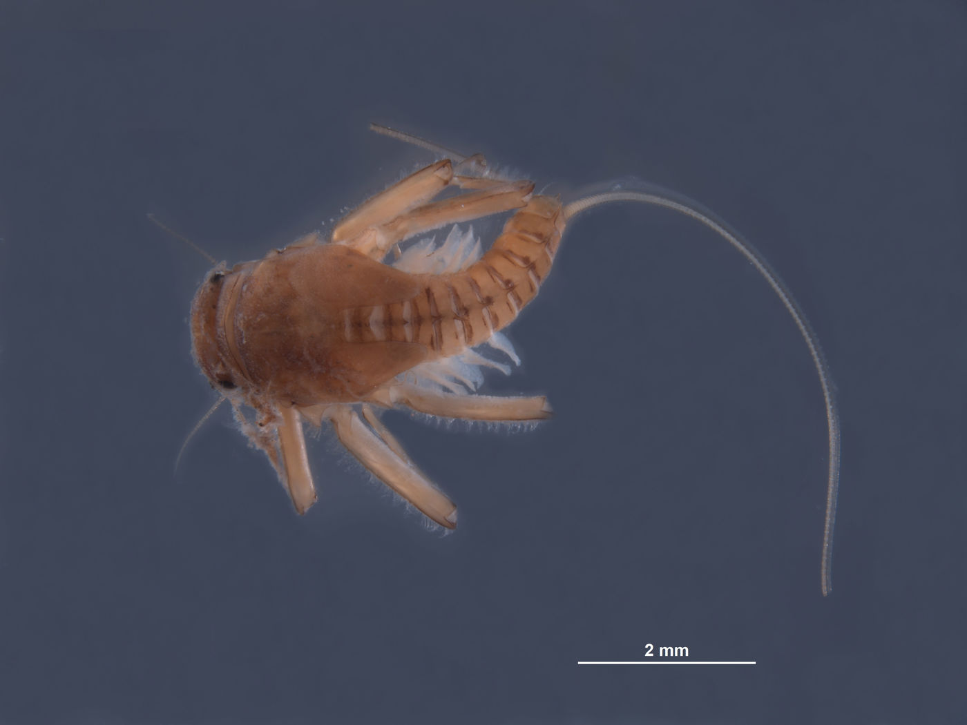 Baetodes tritus image