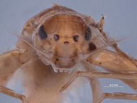 Baetodes tritus image