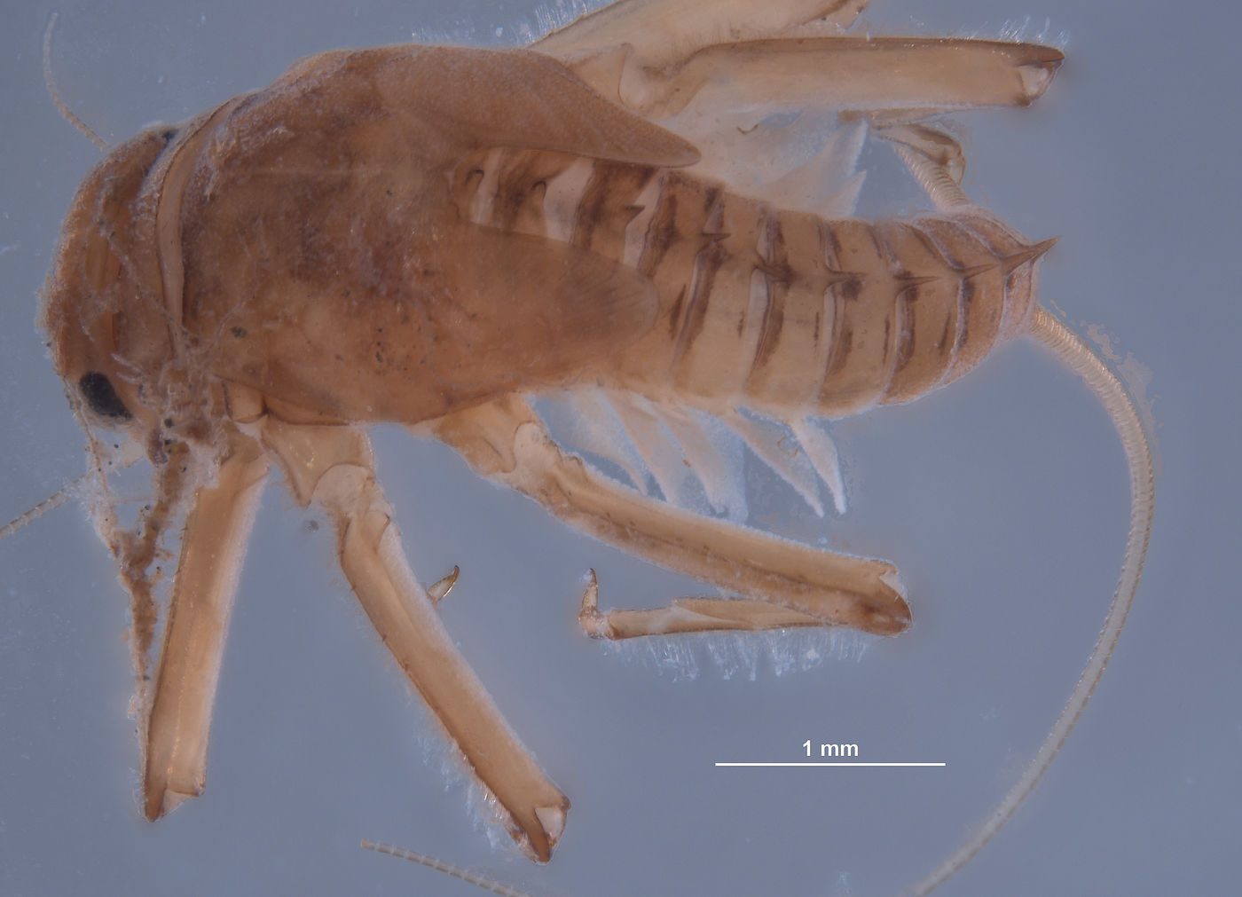 Baetodes tritus image