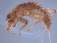 Baetodes tritus image