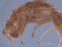 Baetodes tritus image