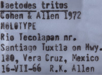 Baetodes tritus image