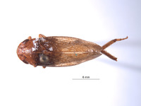 Image of Folicana incerta