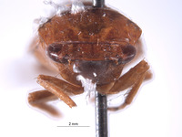 Folicana incerta image