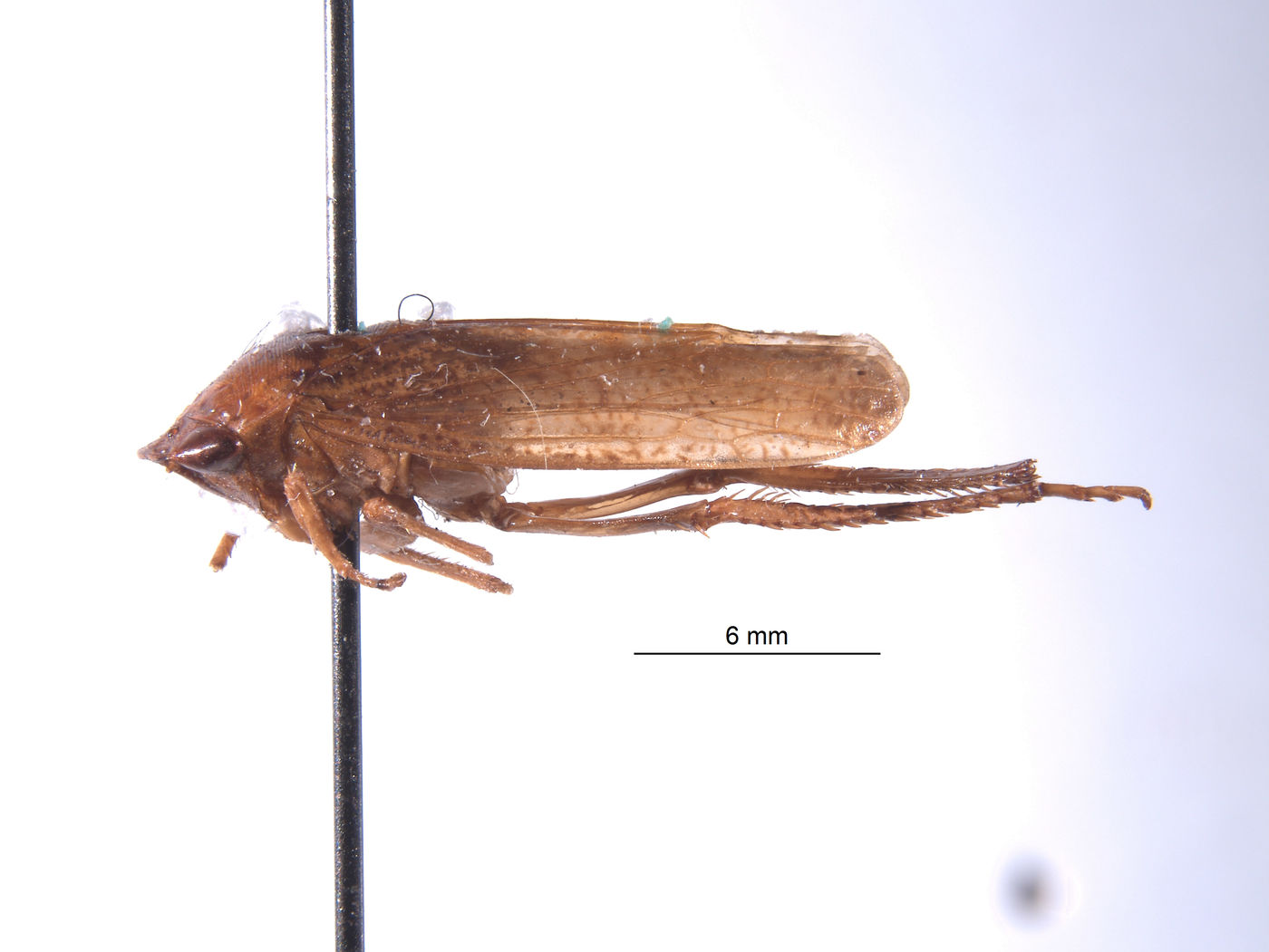 Folicana incerta image