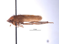 Folicana incerta image