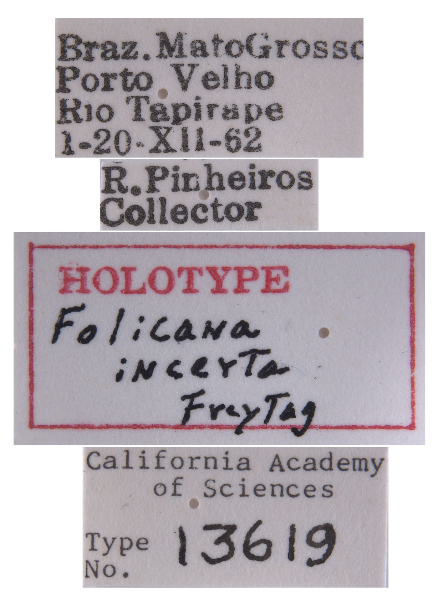 Folicana incerta image