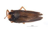 Image of Articoelidia bicurvata