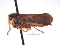 Articoelidia bicurvata image