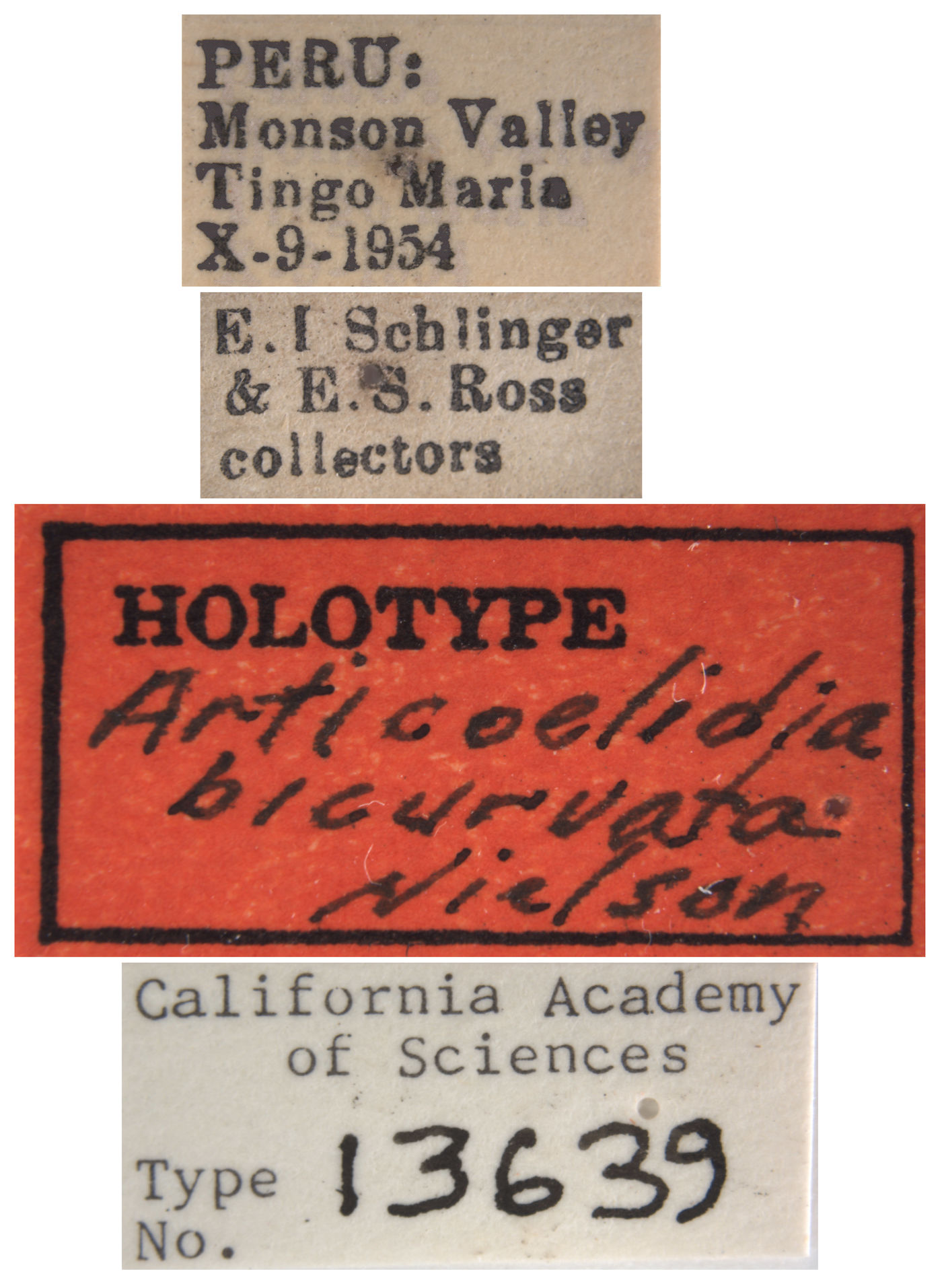 Articoelidia bicurvata image