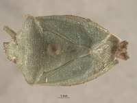 Acrosternum monticola image