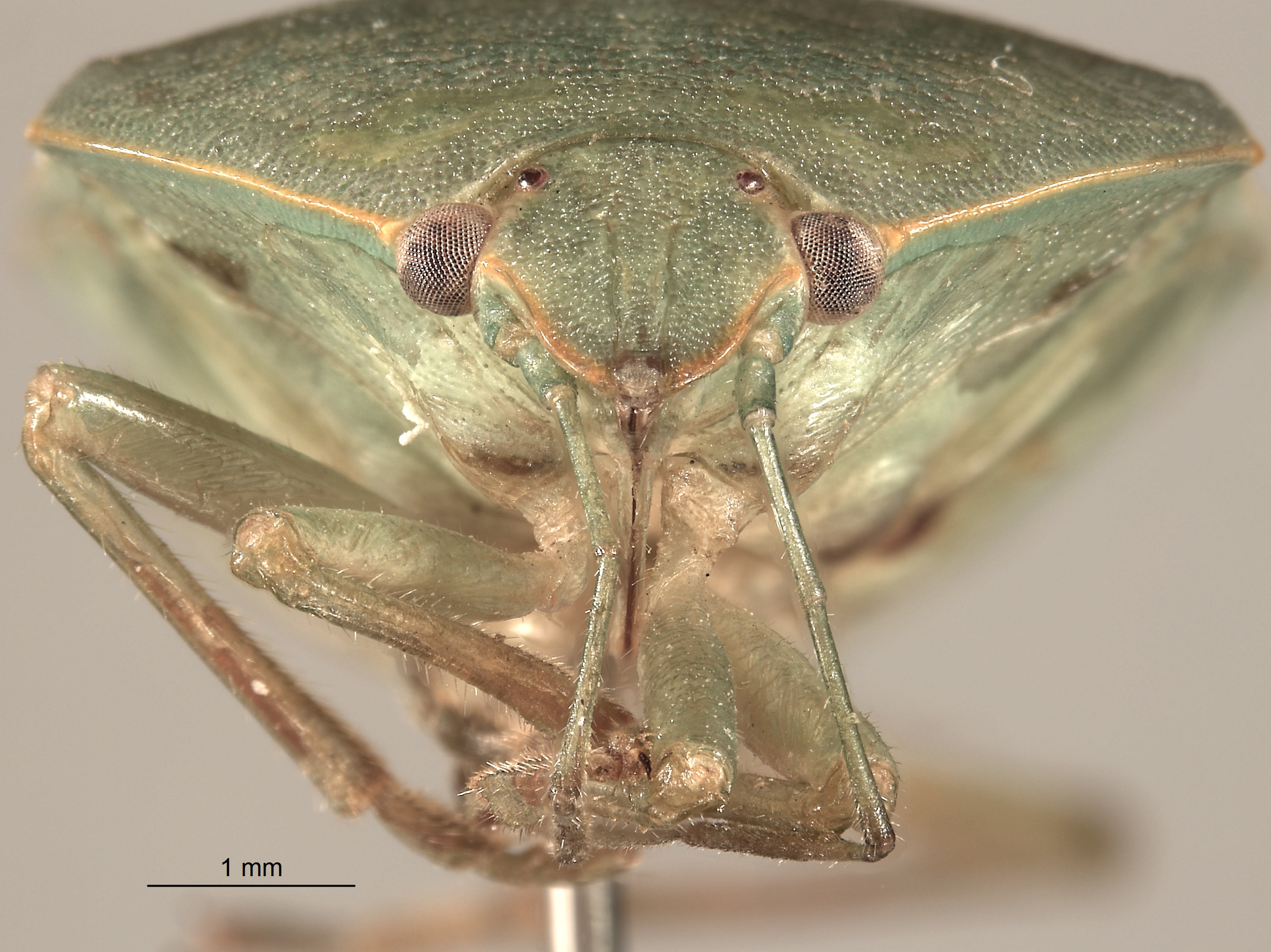 Acrosternum monticola image