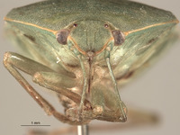 Acrosternum monticola image