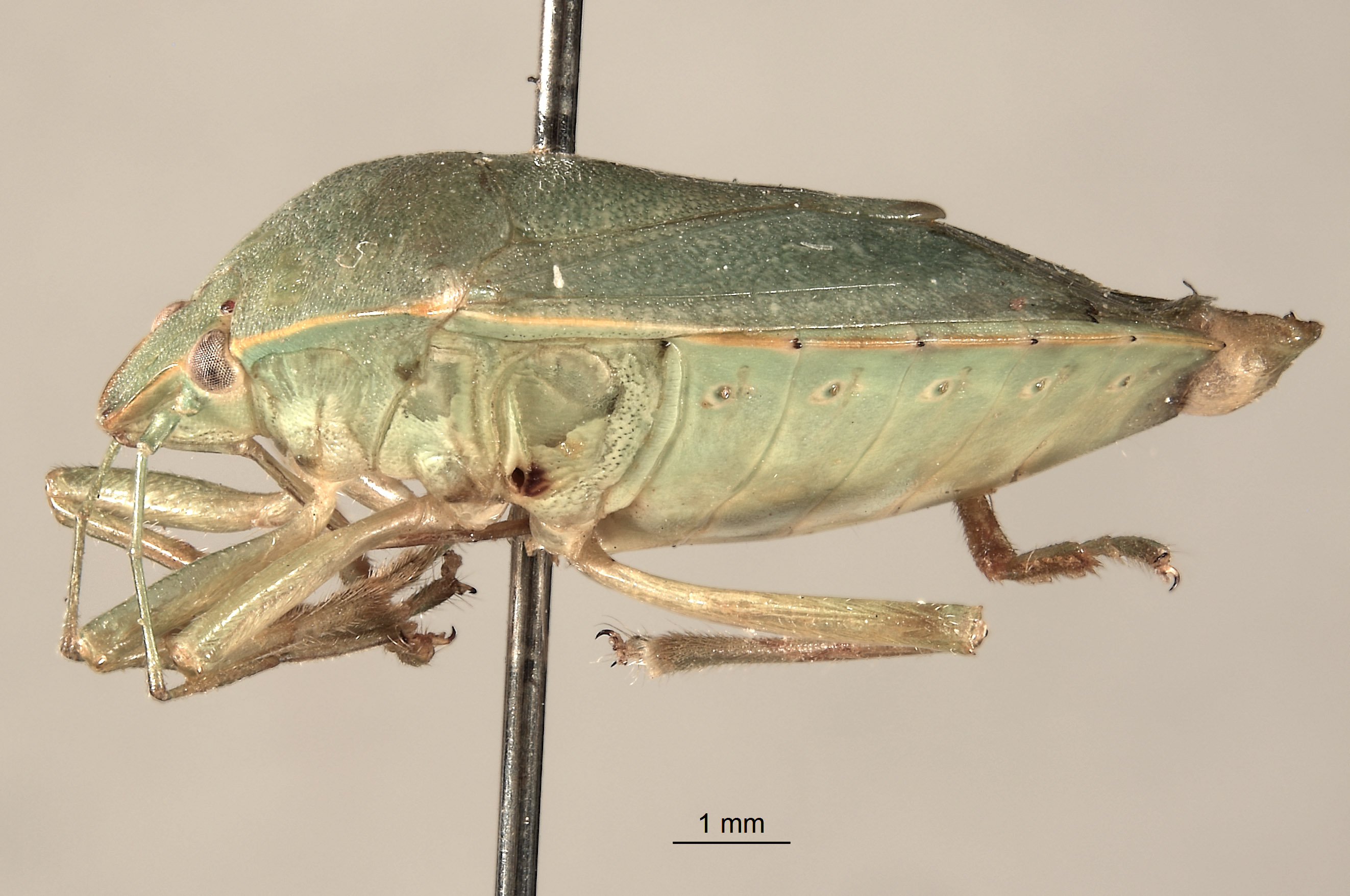 Acrosternum monticola image