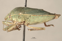 Acrosternum monticola image