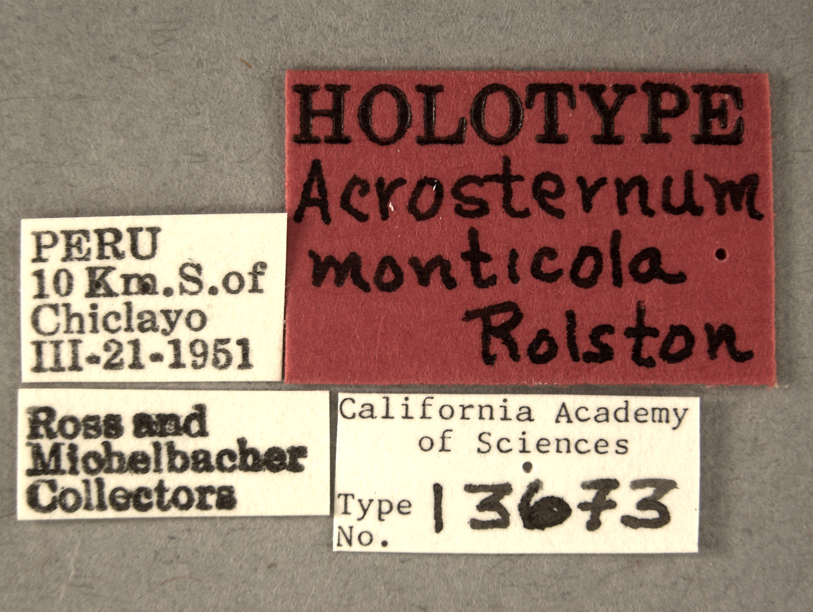 Acrosternum monticola image