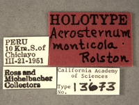 Acrosternum monticola image