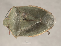 Acrosternum occasi image