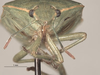 Acrosternum occasi image