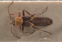 Belotus bicolor image