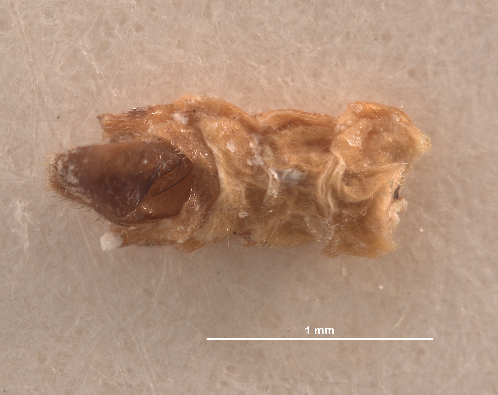 Belotus bicolor image