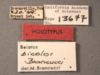 Belotus bicolor image