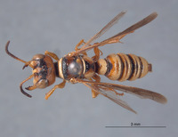 Eucerceris biconica image