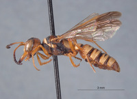 Eucerceris biconica image