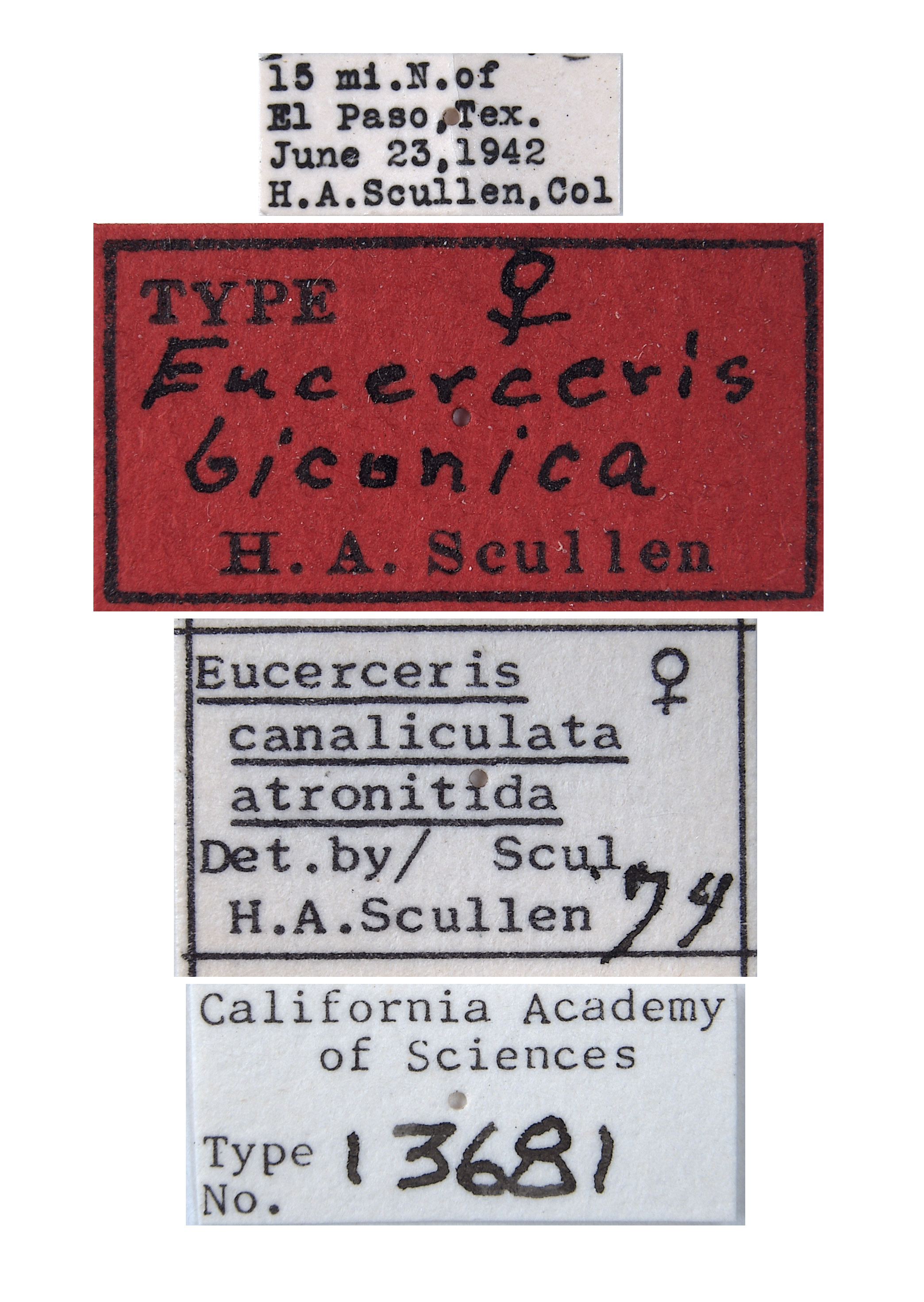 Eucerceris biconica image