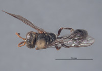 Psen aureolus image