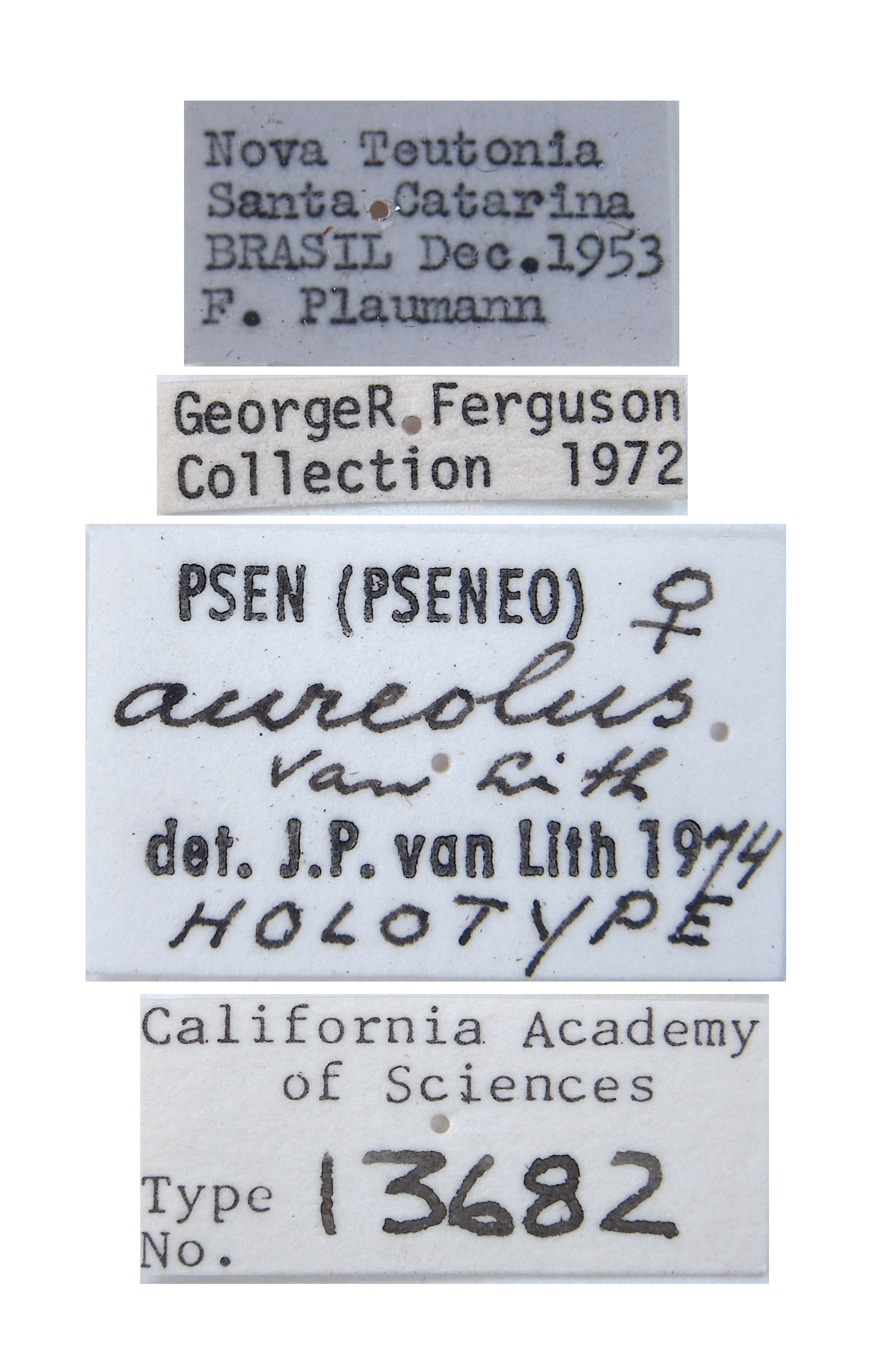 Psen aureolus image
