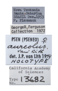 Image of Psen aureolus